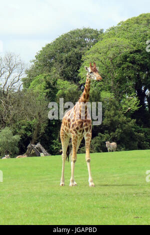 Fota Wildlife Park, Irlande, Fota Banque D'Images