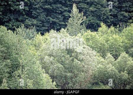 Hängebrücke an der Rappbodetal Sperre , Sachsen Anhalt, Deutschland. Banque D'Images