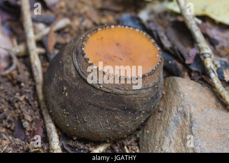 Champignons incroyable dans Forêt profonde de la Thaïlande, les champignons qui poussent sur la masse dans la forêt Banque D'Images