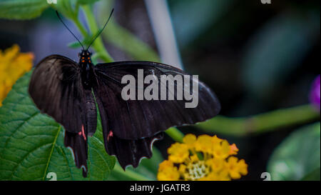 Papillon au jardin, tricheuse, reposant sur des feuilles, fleurs Banque D'Images