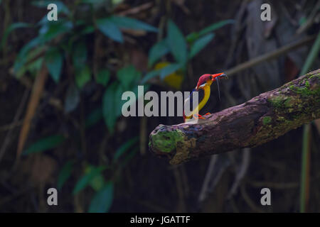 Dans la nature, d'oiseau noir (oriental) dwaft kingfisher sur la branche dans la nature Banque D'Images