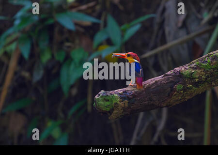 Dans la nature, d'oiseau noir (oriental) dwaft kingfisher sur la branche dans la nature Banque D'Images