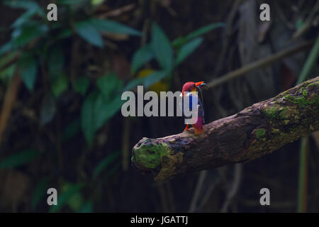 Dans la nature, d'oiseau noir (oriental) dwaft kingfisher sur la branche dans la nature Banque D'Images