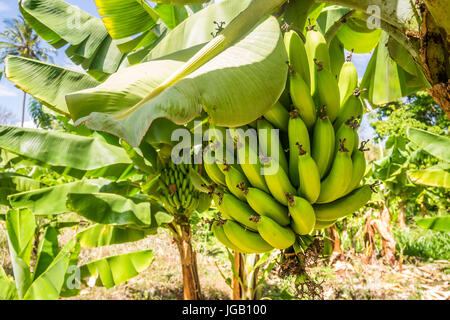 Gros plan du régime de bananes Cavendish géant dans la plantation Banque D'Images