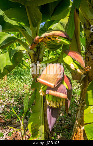 Gros plan du régime de bananes Cavendish géant dans la plantation Banque D'Images