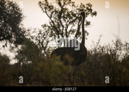 Autruche sur savane africaine, le parc national de Tsavo Ouest, au Kenya Banque D'Images