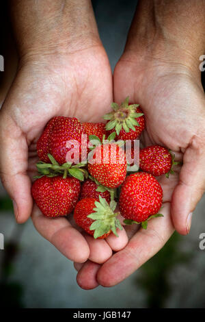 Fraises fraîches récoltées dans woman's hands. Libre. Banque D'Images