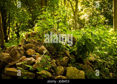 Bois rocheux Banque D'Images
