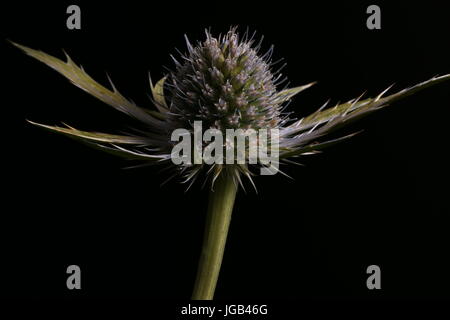 Eryngium Neptunes Gold capitule, Shepperton, Angleterre, Royaume-Uni Banque D'Images