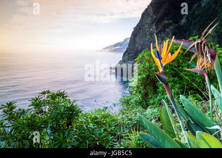 Strelitzia fleurit sur Madère, Portugal Banque D'Images