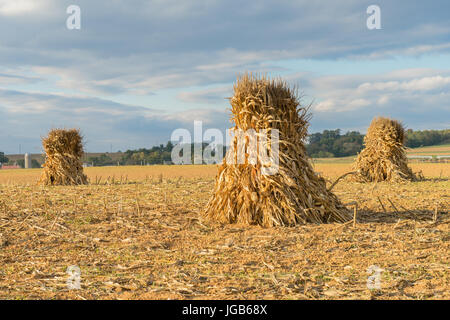 Chocs de maïs ou des piles en champ agricole au cours de la récolte dans le comté de Lancaster, Pennsylvanie Banque D'Images