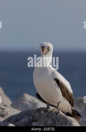 Nazca booby Sula granti (portrait), Punta Suarez, Espanola, îles Galápagos Banque D'Images