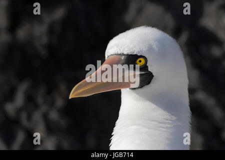 Nazca booby Sula granti (portrait), Punta Suarez, Espanola, îles Galápagos Banque D'Images