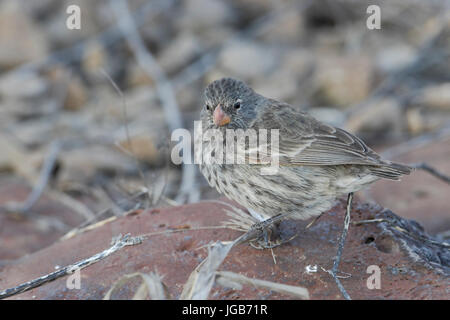 Petite femelle (geospiza fuliginosa finch au sol), Punta Suarez, Espanola, îles Galápagos Banque D'Images