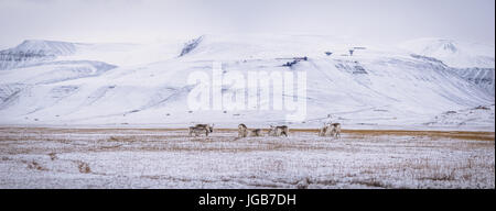 Quelques Svalbardrein, renne de l'Arctique, l'enherbement dans la toundra. Un bébé peut être vu sur la gauche. Banque D'Images