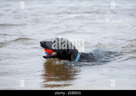 Chien Labrador noir jouant avec une balle de tennis et de la natation dans l'wter Banque D'Images