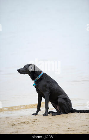 Chien Labrador noir assis dans l'eau Banque D'Images