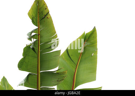 Ensete ventricosum, feuille de palmier bananier d'Abyssinie contre isolé sur fond blanc Banque D'Images