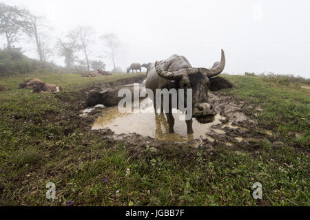 Buffalo d'un séjour dans l'eau tandis que d'autres buffles ayant un reste Banque D'Images