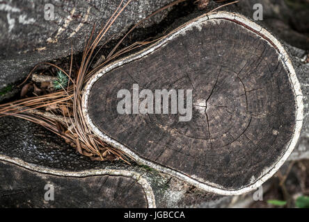 Cut The Tree Trunk, avec détails en bois montrant, dans une forêt Banque D'Images