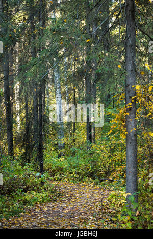 Sentier nature au début de l'automne Banque D'Images