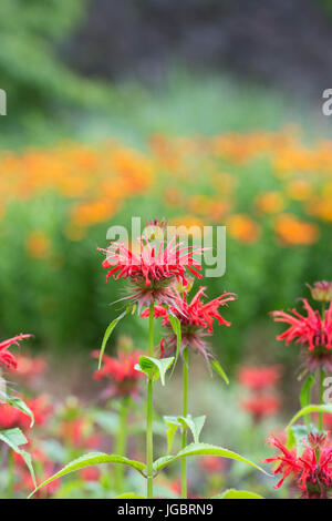 Monarda squaw rouge. La bergamote Squaw. Monarde Squaw Banque D'Images