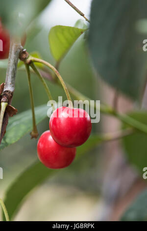 Prunus cerasus. Le griottier 'Morello" des fruits sur un arbre. UK Banque D'Images