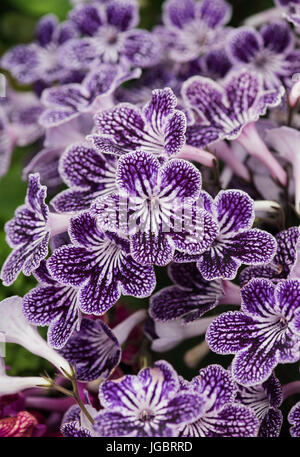 Streptocarpus 'Polka-dot Purple'. Polka-Dot primrose cap 'Purple' fleurs Banque D'Images