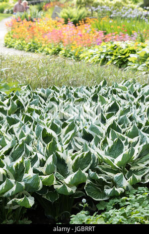 Les feuilles des plantes hosta panaché au RHS jardins de Harlow Carr, Harrogate, England Banque D'Images