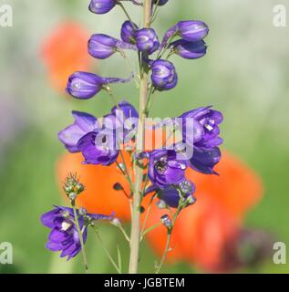 (Delphinium Delphinium sp. L.), fleurs violettes, ouvert et fermé des fleurs, Bavière, Allemagne Banque D'Images