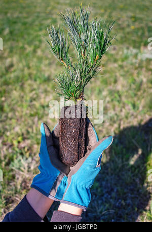 Planter un arbre. la nature, l'environnement, l'écologie concept. le reboisement. nouveau concept de vie. close-up de mains tenant un semis de pin d'evergreen plan Banque D'Images