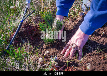 La nature, l'environnement, l'écologie concept. le reboisement. nouveau concept de vie. libre de mains d'un homme qui est une plantation de semis de conifères pin flexible tre Banque D'Images