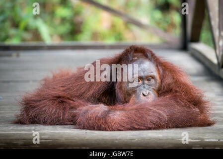 L'orang-outan de Bornéo (Pongo pygmaeus) posant, Camp Leaky, parc national de Tanjung Puting, Kalimantan, Bornéo, Indonésie Banque D'Images