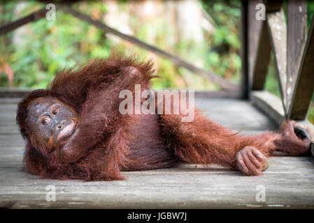 L'orang-outan de Bornéo (Pongo pygmaeus) posant, Camp Leaky, parc national de Tanjung Puting, Kalimantan, Bornéo, Indonésie Banque D'Images