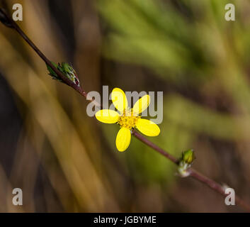 Un pubigerus Senecio fleur dans le sud du Cap, Afrique du Sud Banque D'Images