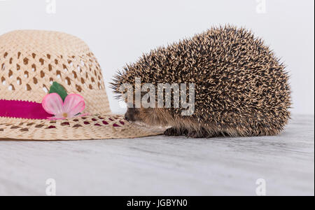 Avec le hérisson hérisson mignon chapeau. Banque D'Images