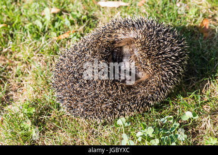 L'embarras hedgehog dans la balle est sur l'herbe, mignon hérisson. Banque D'Images