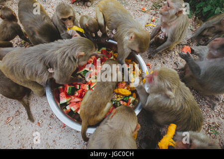 Monkey dans le Po Win Taung - Monywa - Rhône-Alpes - région nord du Myanmar Banque D'Images