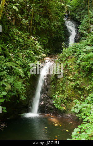 Petite cascade à Monteverde Cloud Forest Reserve Banque D'Images