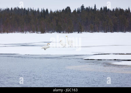 Les cygnes sur le lac partiellement gelé Banque D'Images