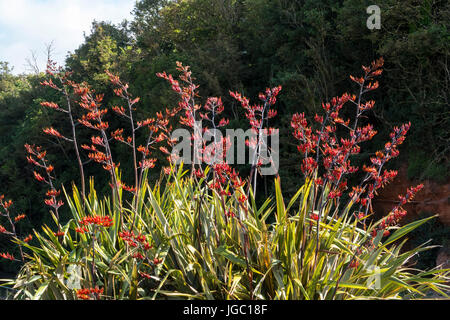 Un grand Phormium tenax variagata en pleine floraison à Sidmouth, Devon. Banque D'Images