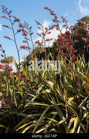 Un grand Phormium tenax variagata en pleine floraison à Sidmouth, Devon. Banque D'Images