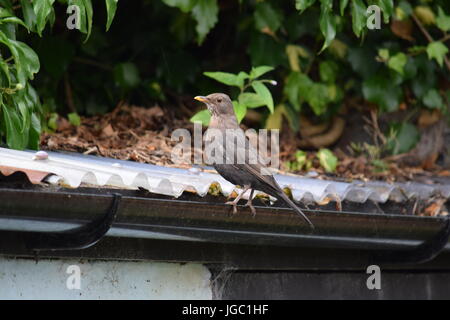 Blackbird féminin sur un toit Banque D'Images