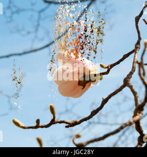 Magnolia (Magnolia x loebneri 'Merrill') fleurs. Amélioration de l'image numérique Banque D'Images