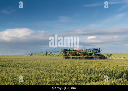 Récolte de blé de l'agriculteur de pulvériser avec un herbicide sur un soir d'été, Co Durham, Royaume-Uni. Banque D'Images