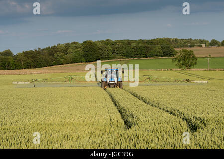 Récolte de blé de l'agriculteur de pulvériser avec un herbicide sur un soir d'été, Co Durham, Royaume-Uni. Banque D'Images