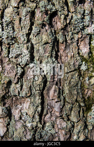 Close up de mousses et de lichens poussant sur un arbre de l'Aulne. Banque D'Images