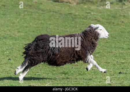 Moutons Herdwick courir loin de asheepdog, Cumbria, Royaume-Uni. Banque D'Images