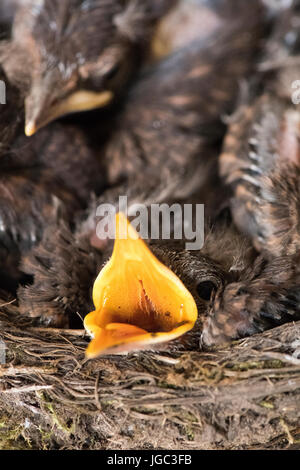 Jeune merle noir, Turdus merula, dans un nid à l'intérieur d'un bâtiment de ferme Banque D'Images