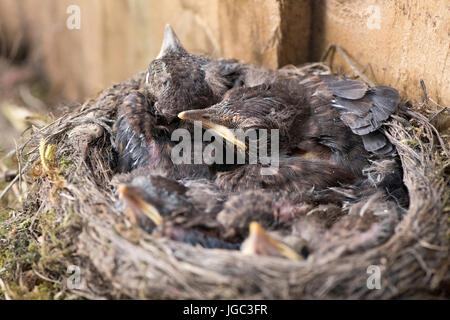 Jeune merle noir, Turdus merula, dans un nid à l'intérieur d'un bâtiment de ferme Banque D'Images